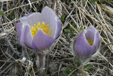 Prairie Crocus - photo by M. Rothery